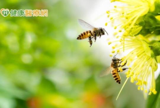 台灣綠蜂膠正宗山寨差很大　權威推薦具特殊成分才有功效！